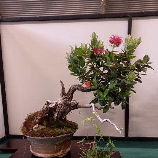 Bonsai with Peter Scammell starting on Wednesday 15 May 2024