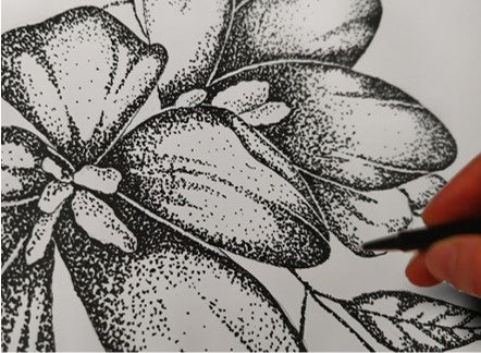 Botanical: Pen and Ink Stipple with Sandra Morris - Sunday 7 June 2026