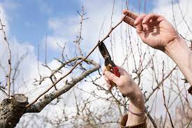 Pruning with Phil Thomsen on 2 August 2025