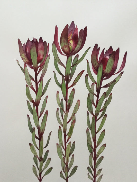 WATERCOLOUR - Botanical Drawing and Painting Weekend Workshop with Sandra Morris