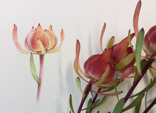 Colour Pencil Tips and Tricks for Botanical Art with Sandra Morris on 14 September 2025