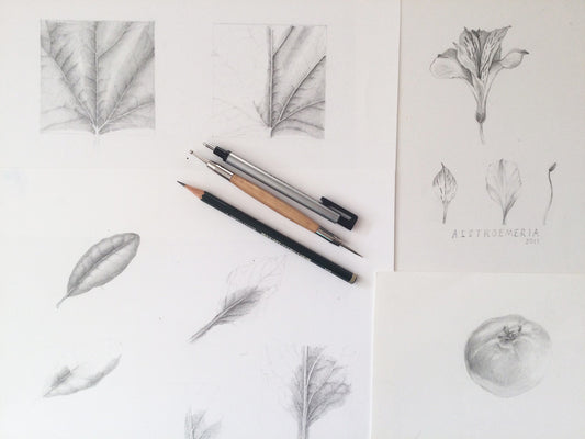 Basic Drawing Techniques for Botanical Art with Sandra Morris on 7 September 2025